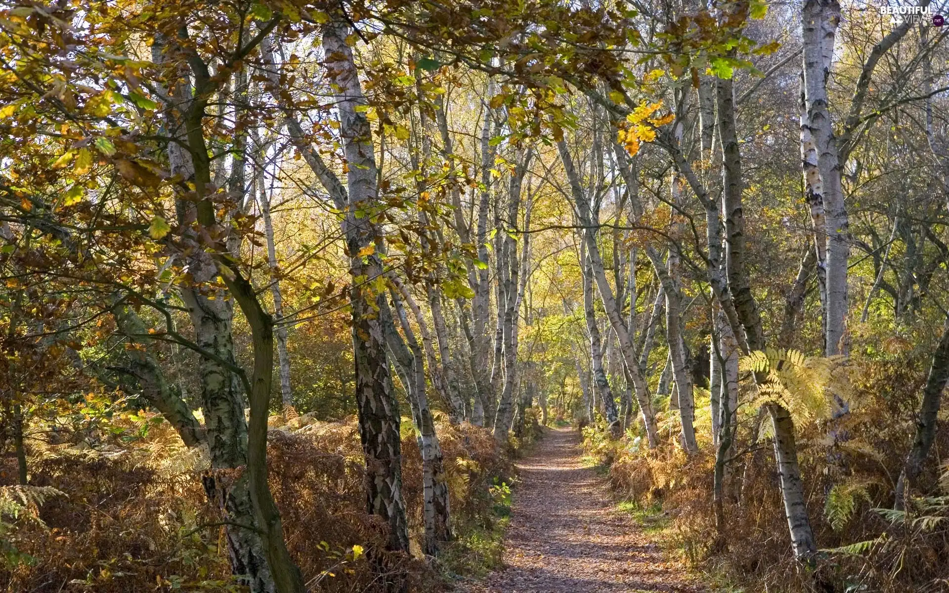 Way, forest, birch