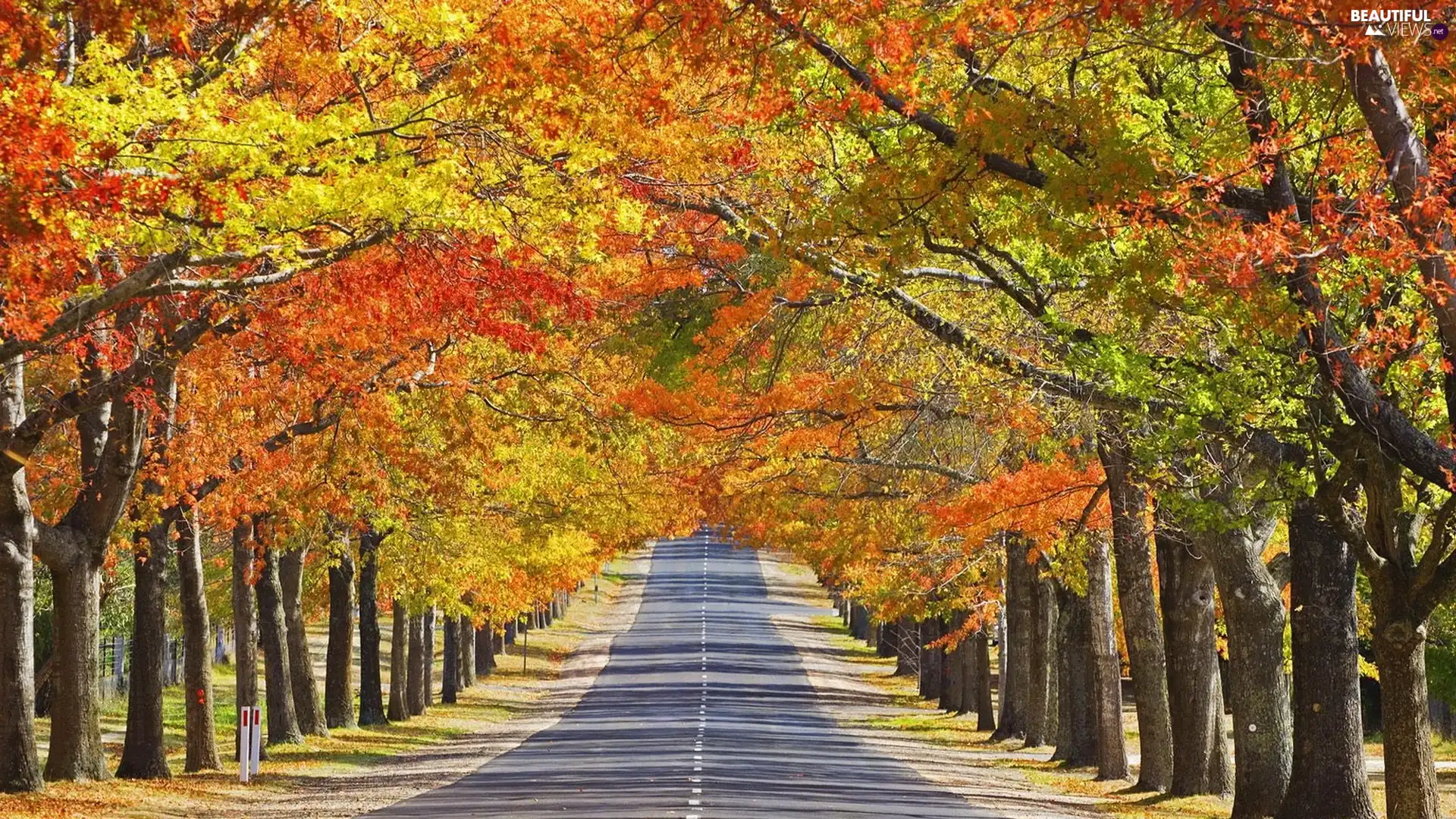 hedge, trees, Way, autumn