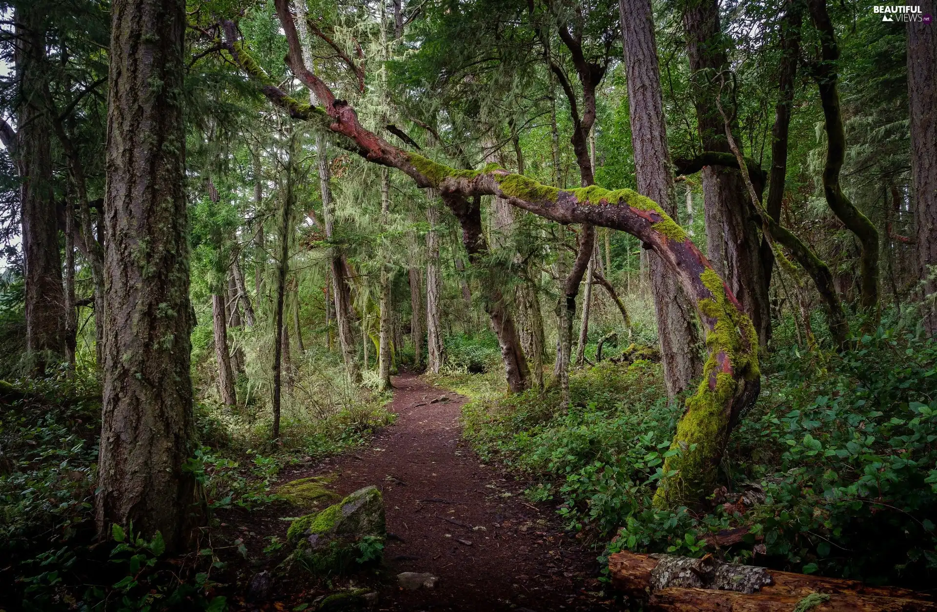 trees, forest, Stones, Way, viewes, mossy