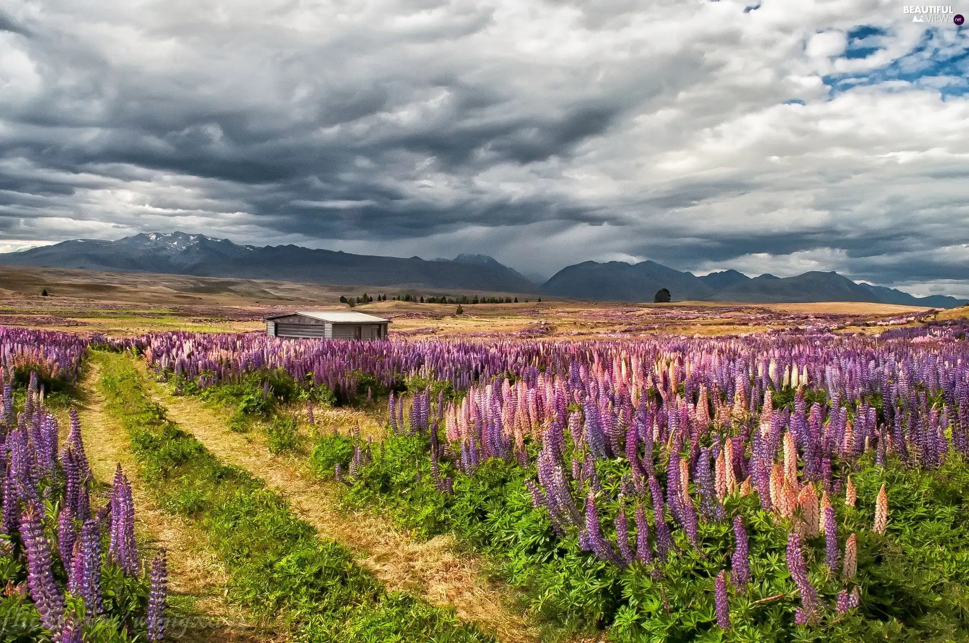 Mountains, field, Way, clouds