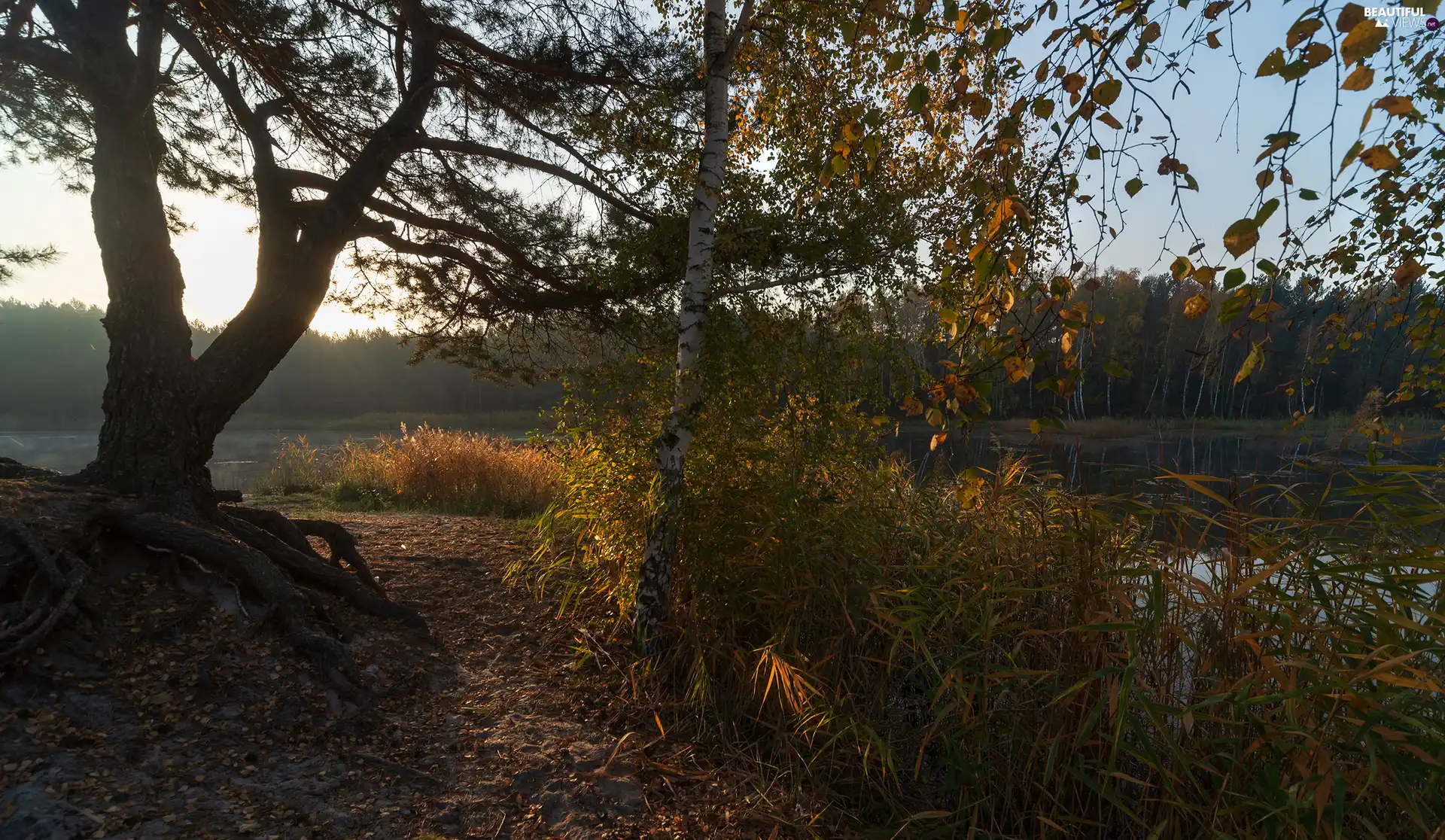 lake, Way, trees, viewes, autumn