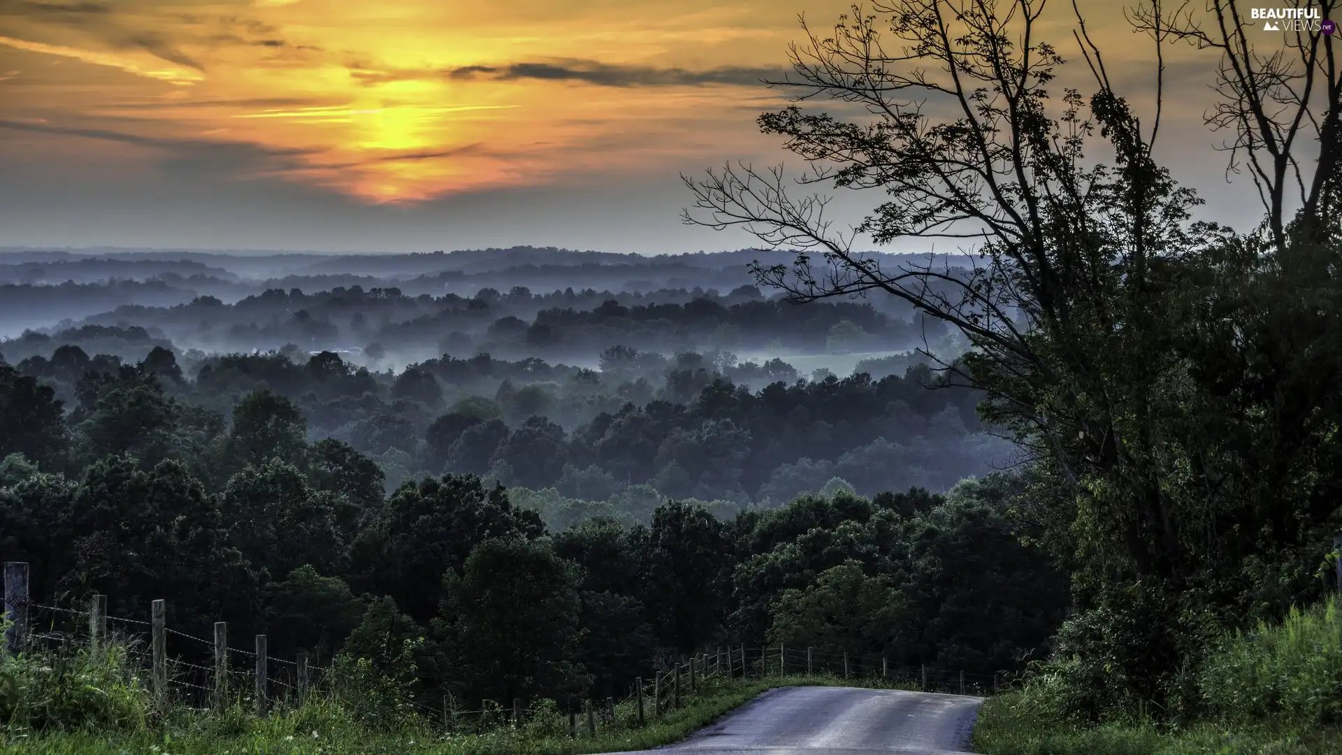 viewes, Sunrise, Fog, Way, woods, trees