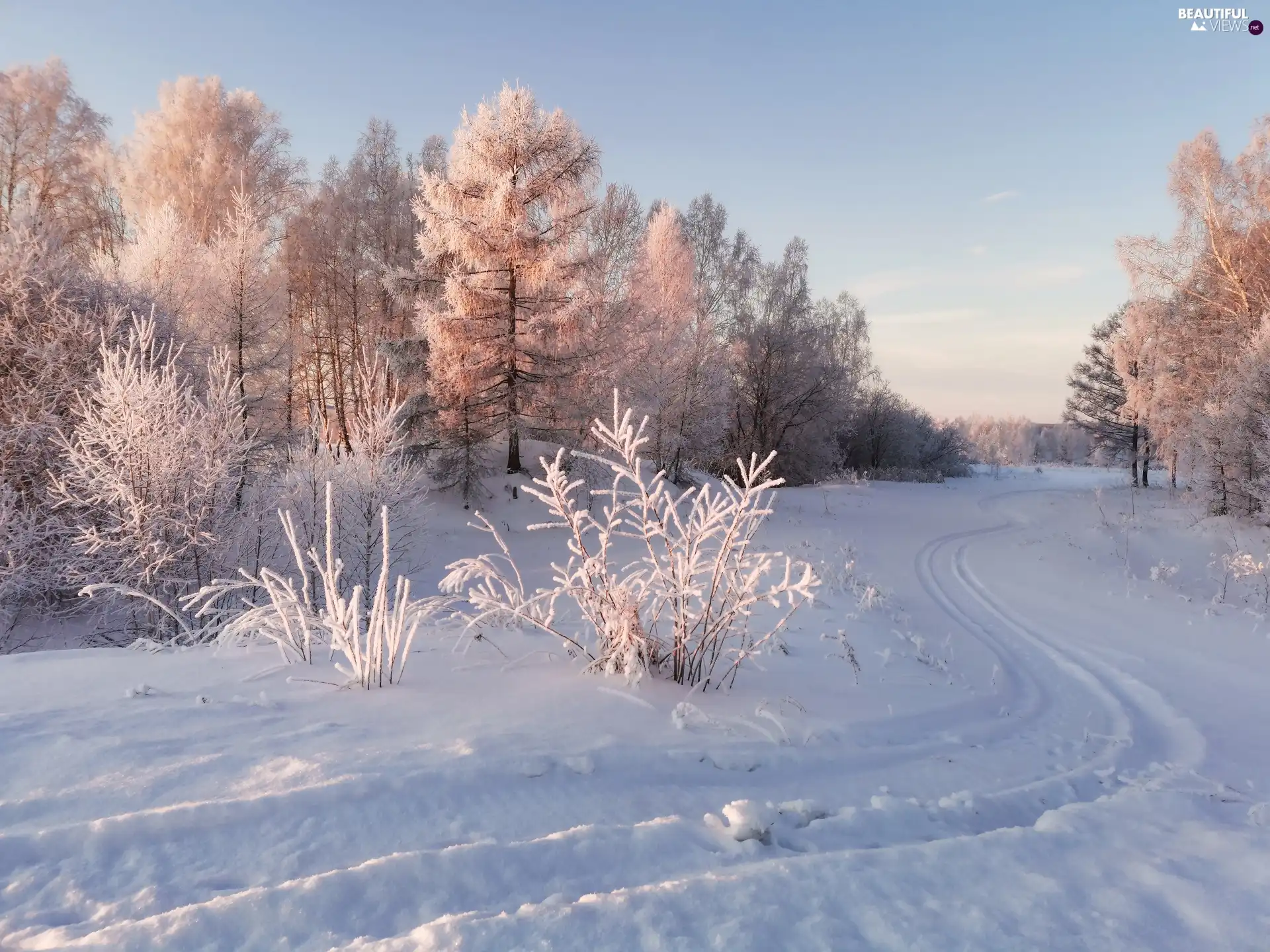 Bush, Way, trees, viewes, winter