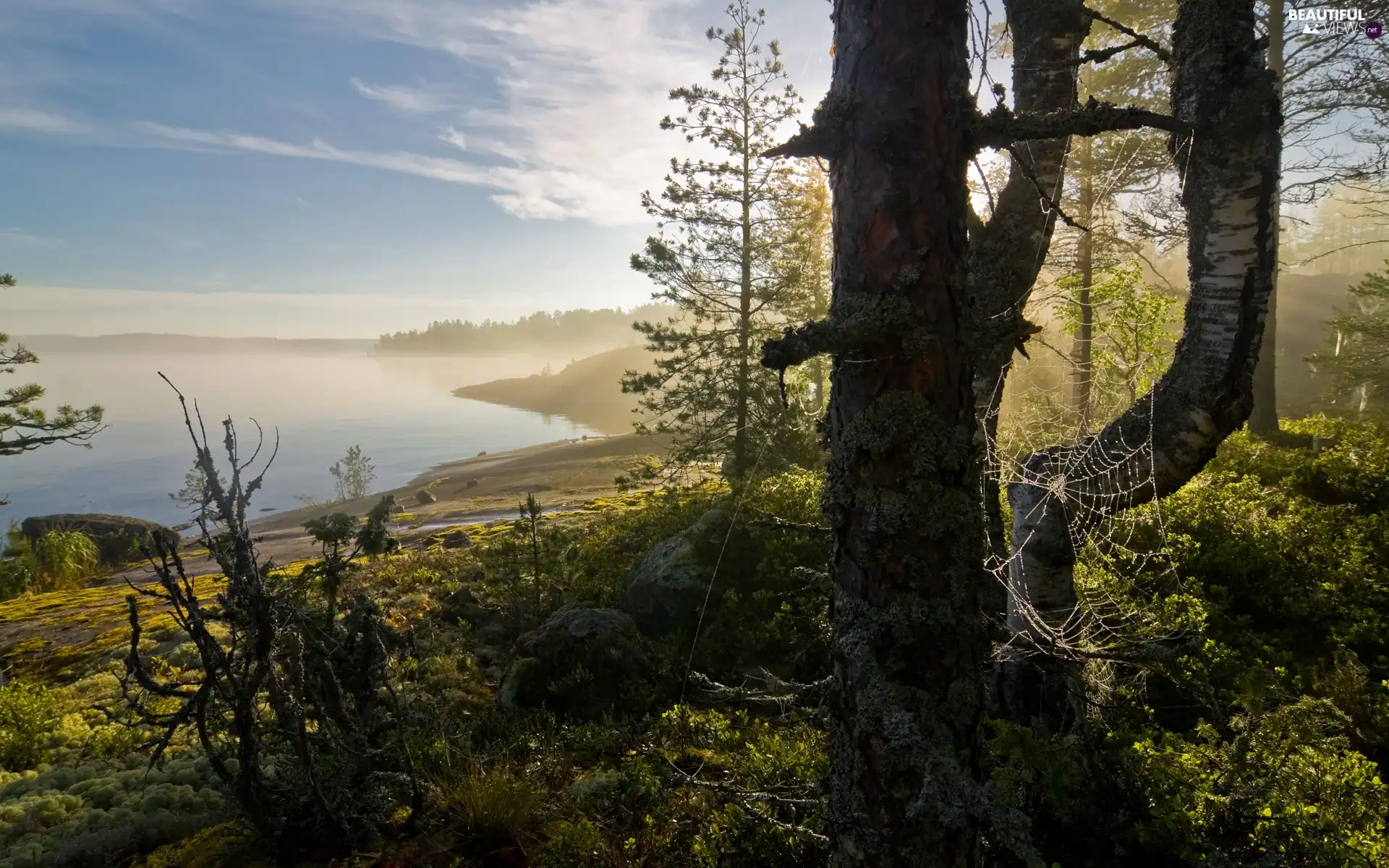 Web, lake, trees