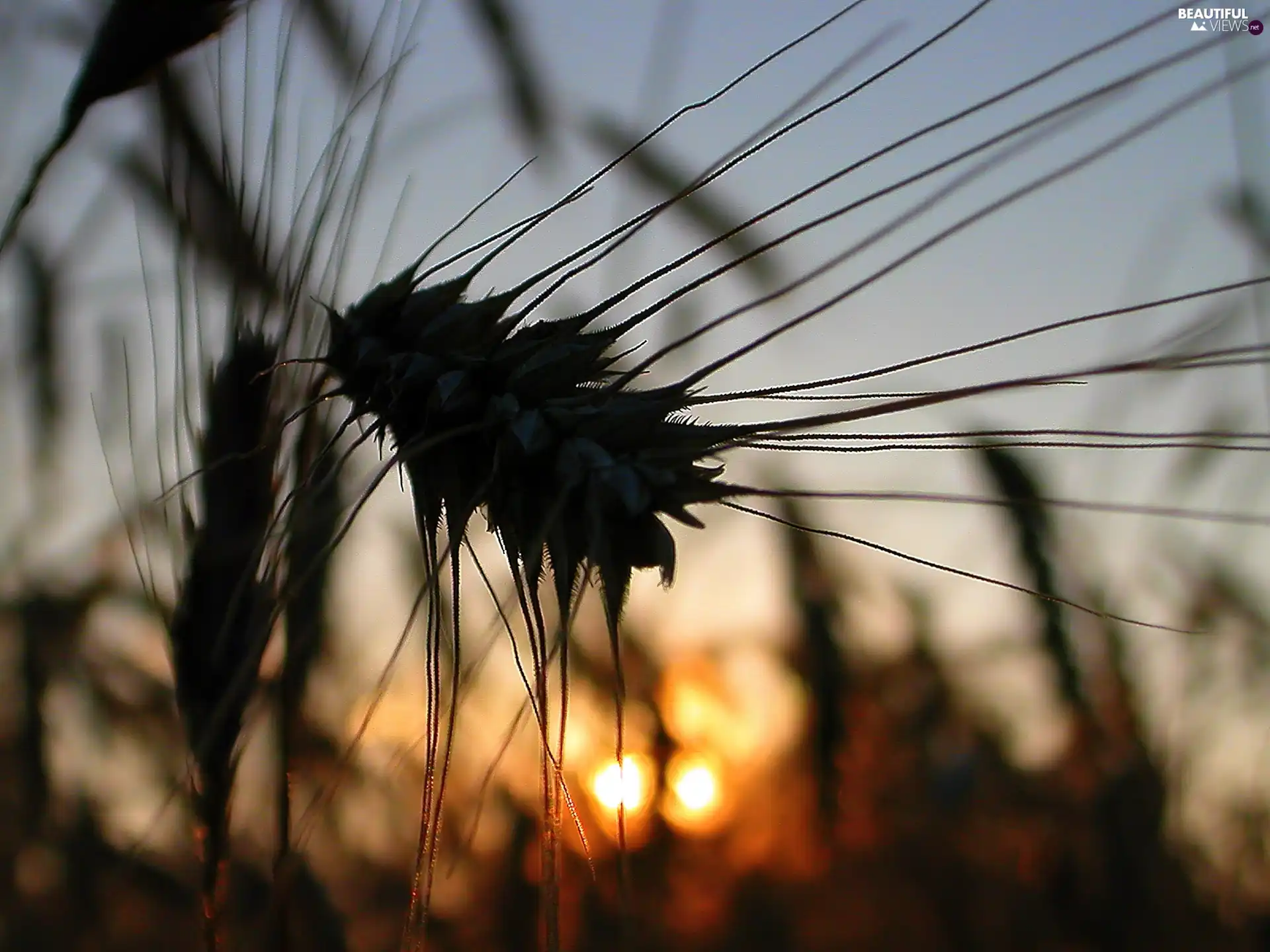 west, sun, Lany, Field, ear