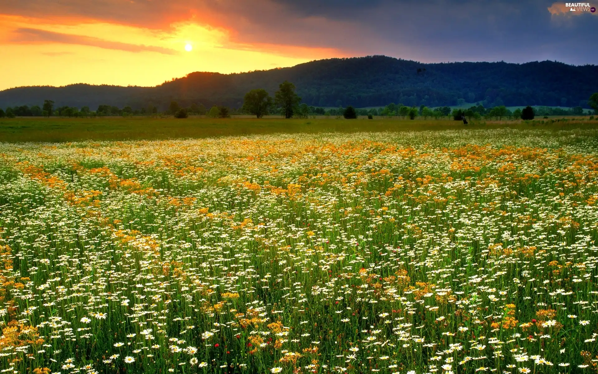 west, sun, medows, Mountains, field