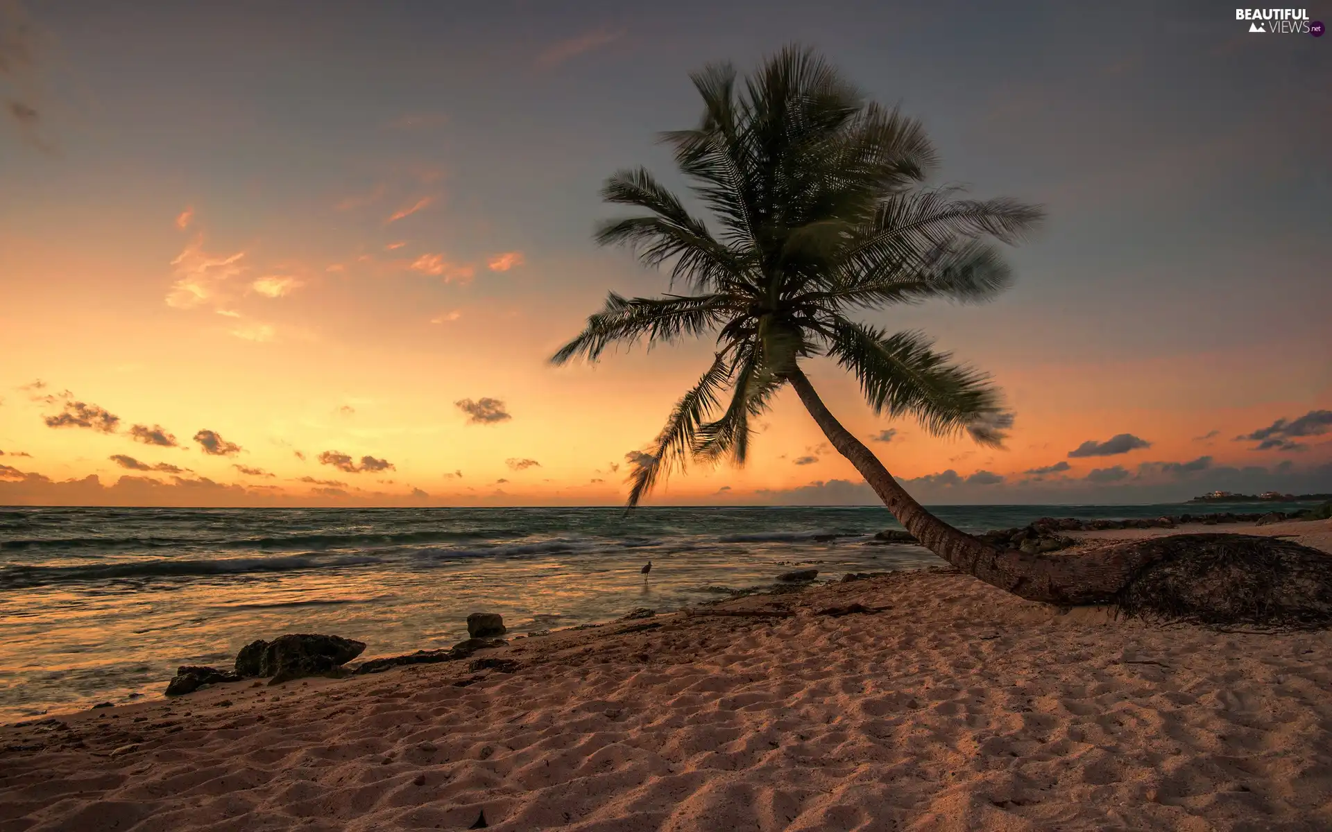 west, sun, Beaches, Coast, Palm