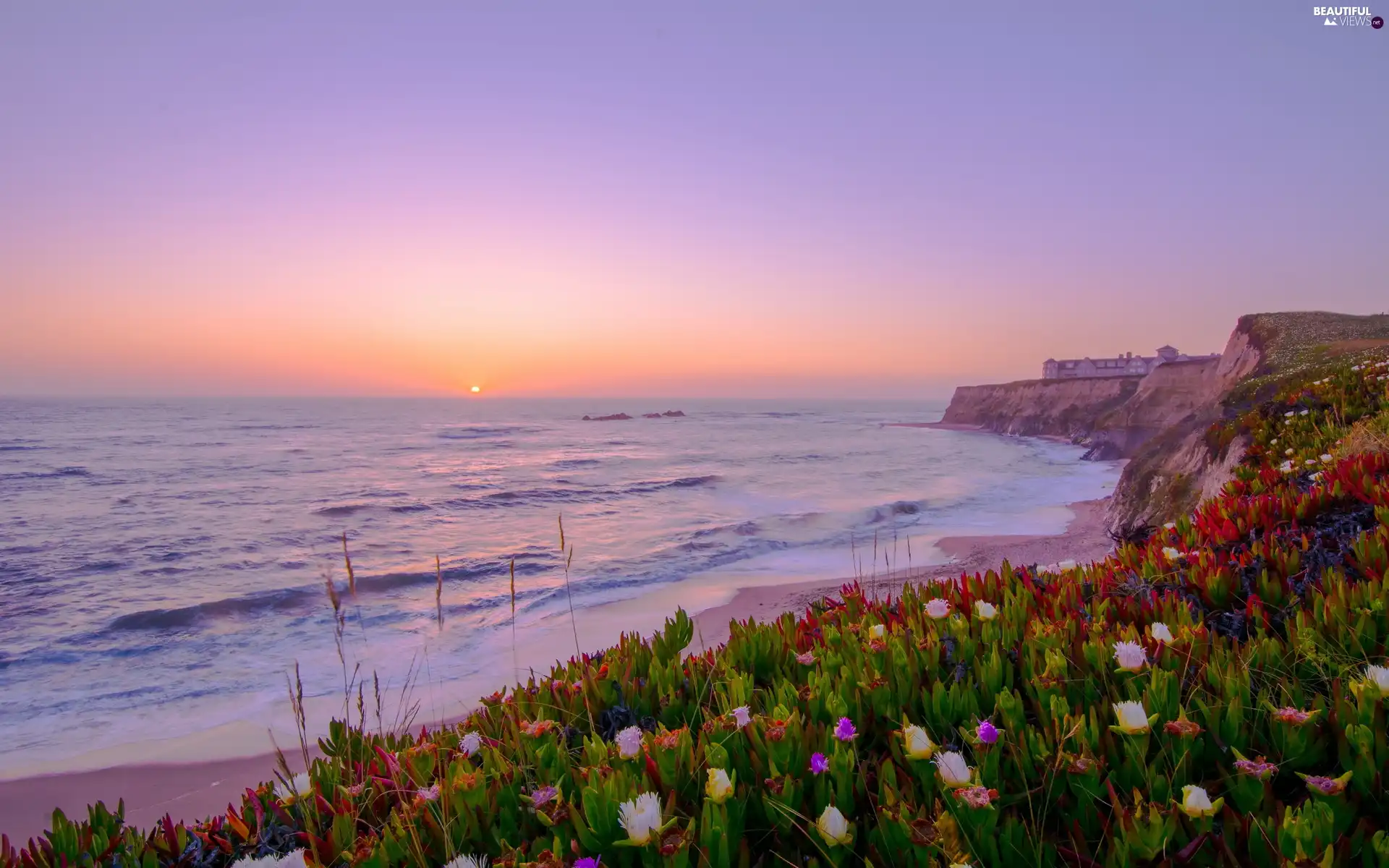 west, sun, Coast, Flowers, sea