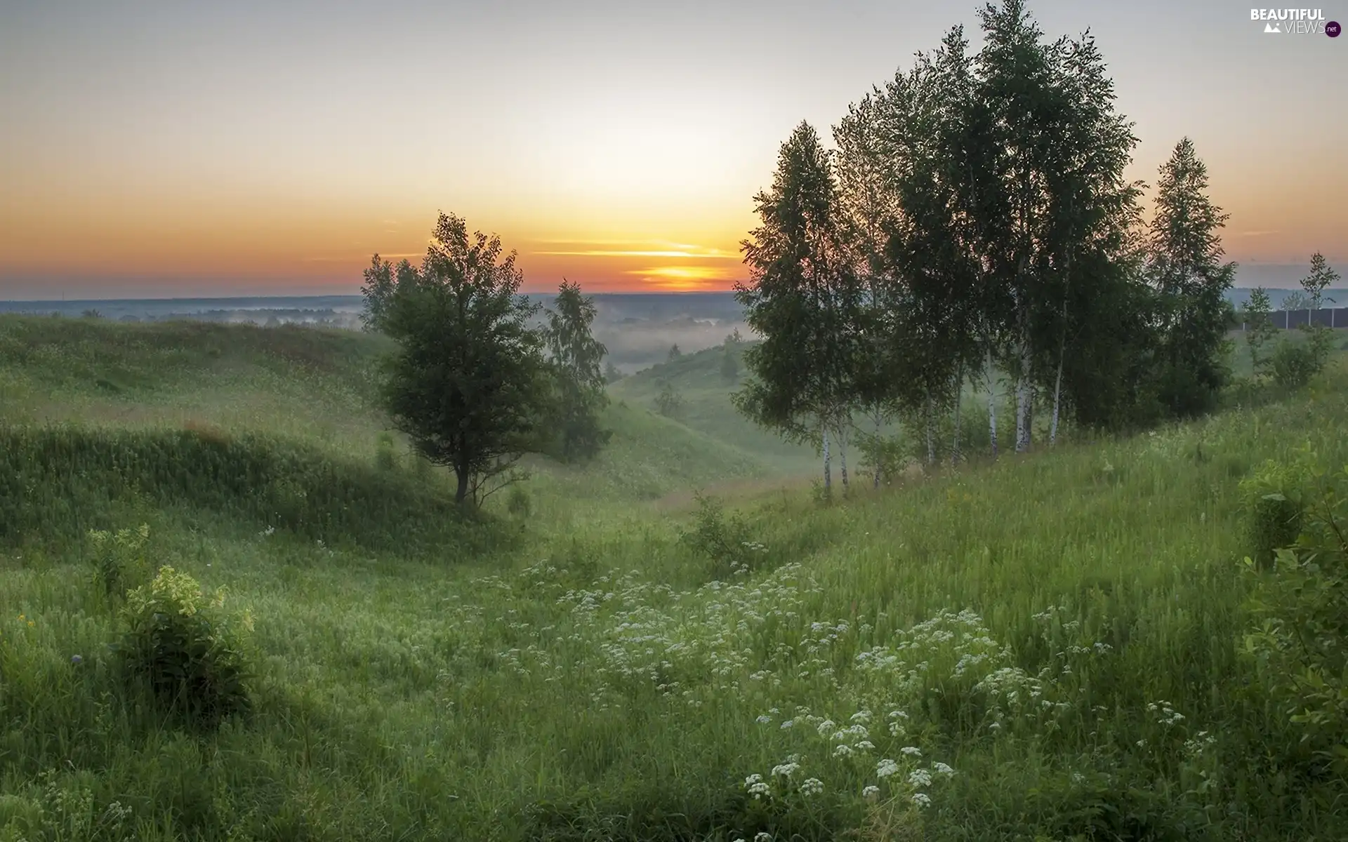 trees, medows, west, sun, viewes, Flowers