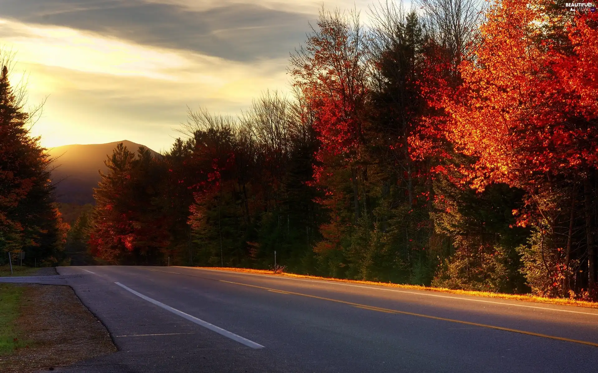 west, sun, trees, viewes, Way