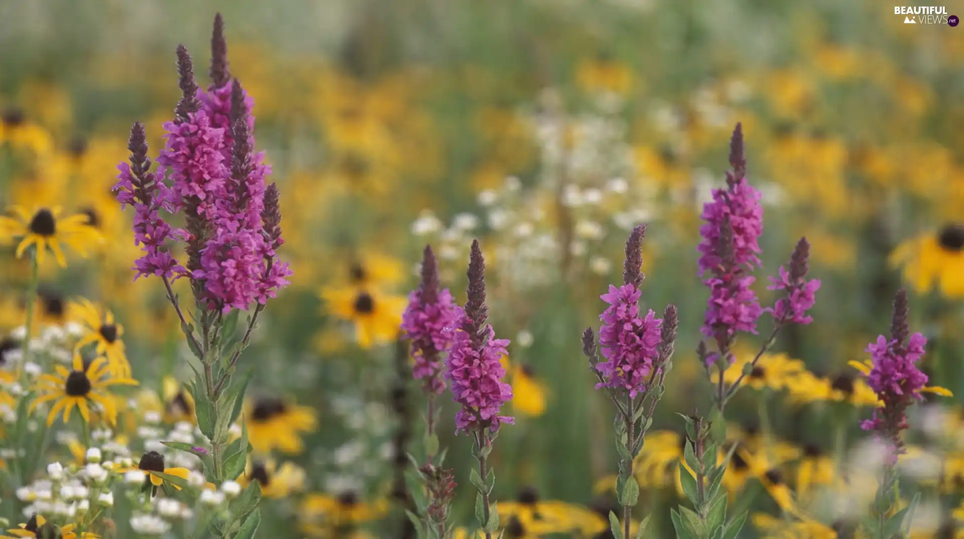 Wildflowers, Meadow, Flowers