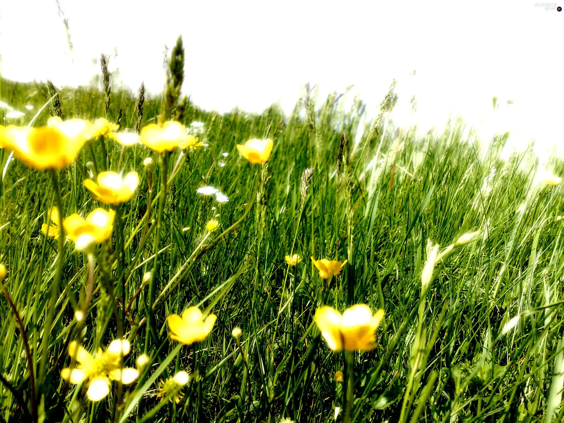 Wildflowers, Yellow, Flowers