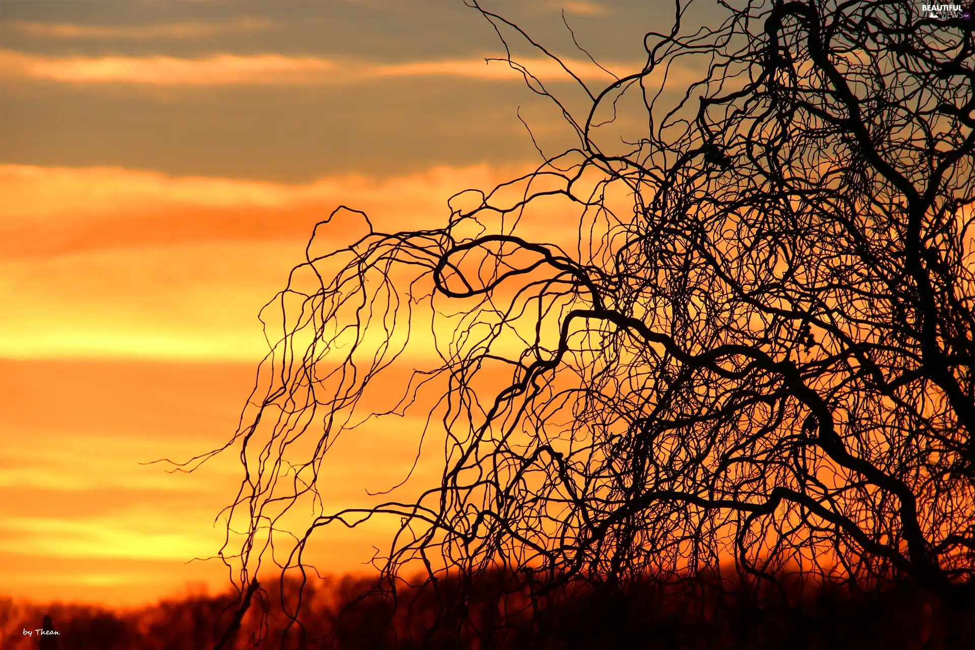 west, Twigs, willow, sun