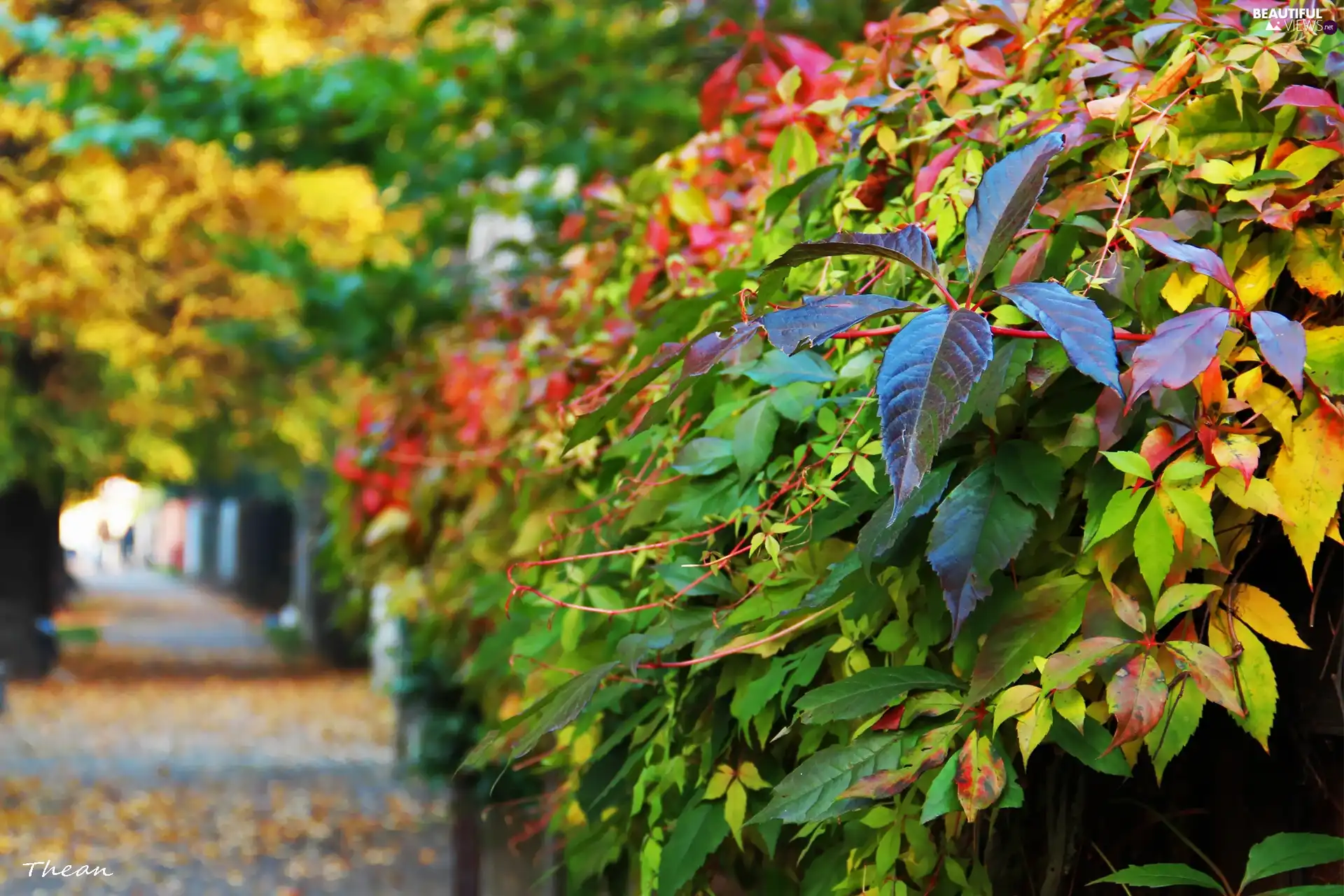 Street, wild, Wine, autumn