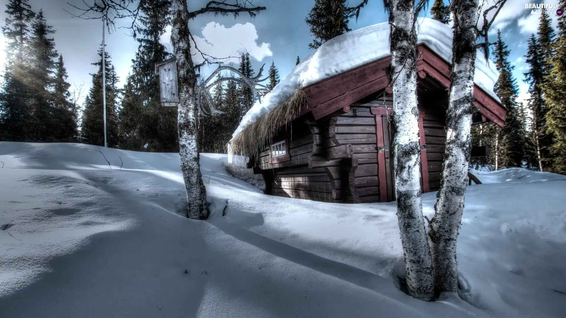 forest, drifts, winter, cottage