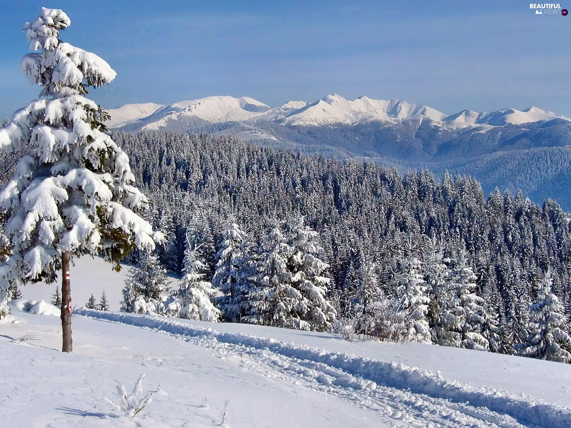 winter, Mountains, forest