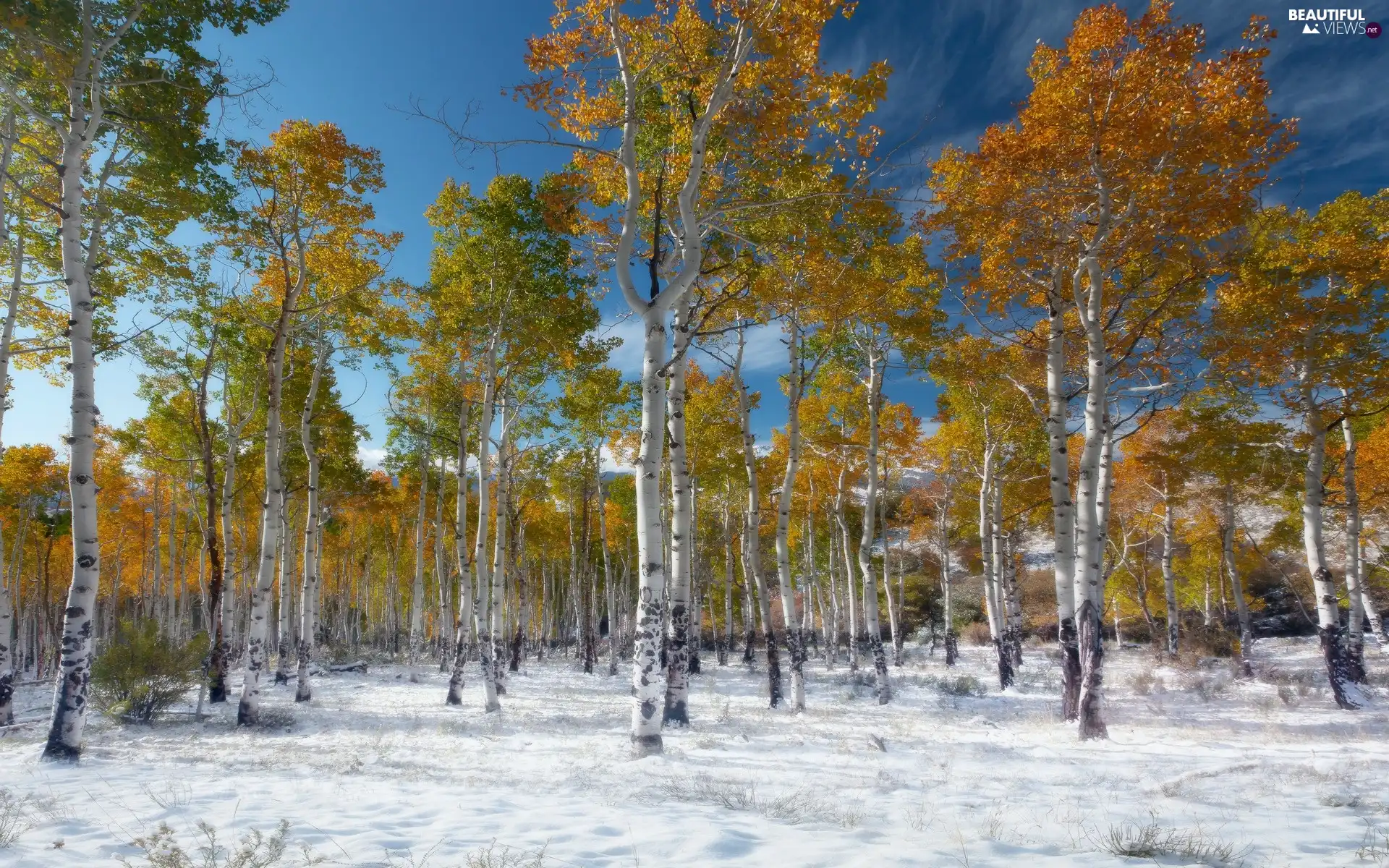 forest, Paths, winter, birch