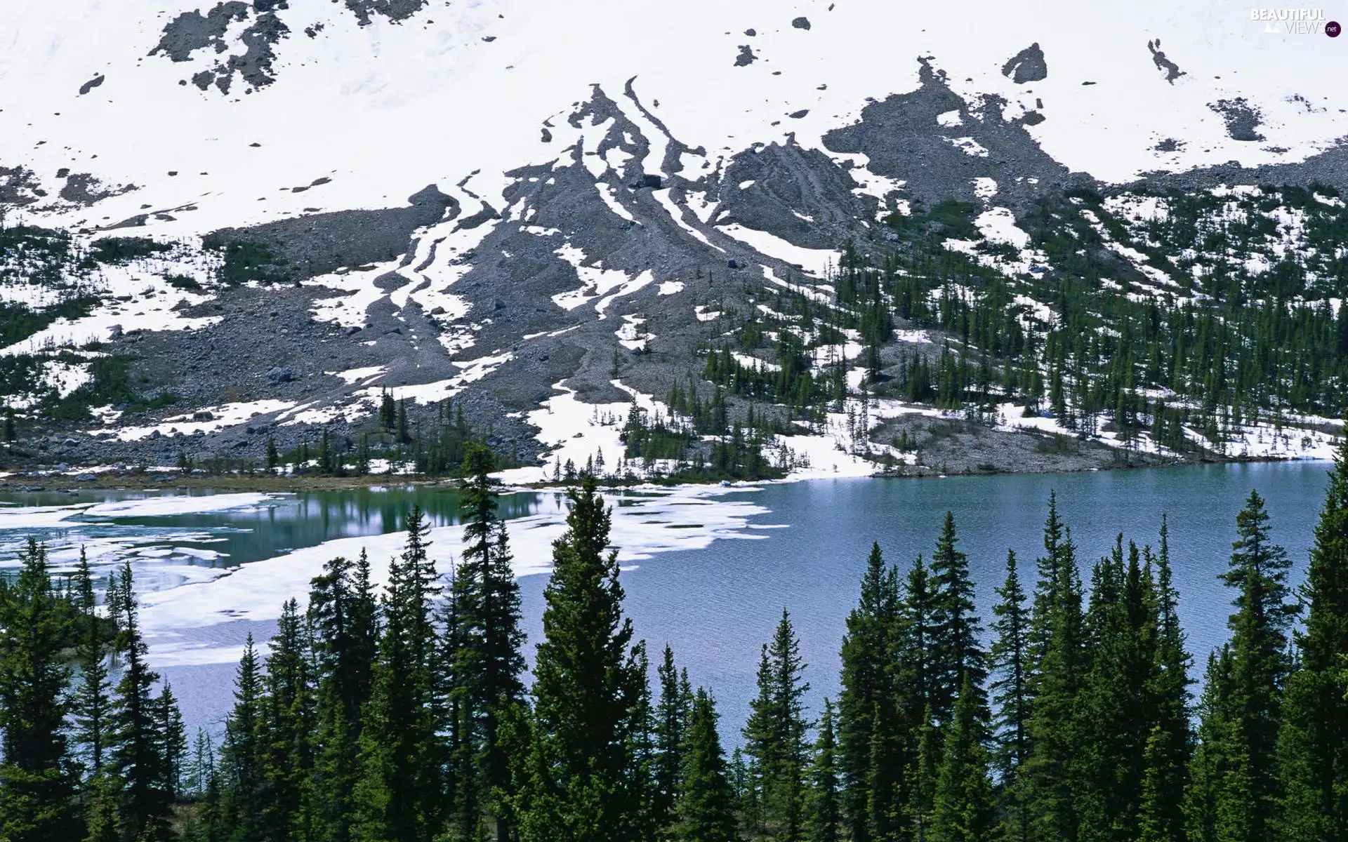 Mountains, Spruces, winter, River