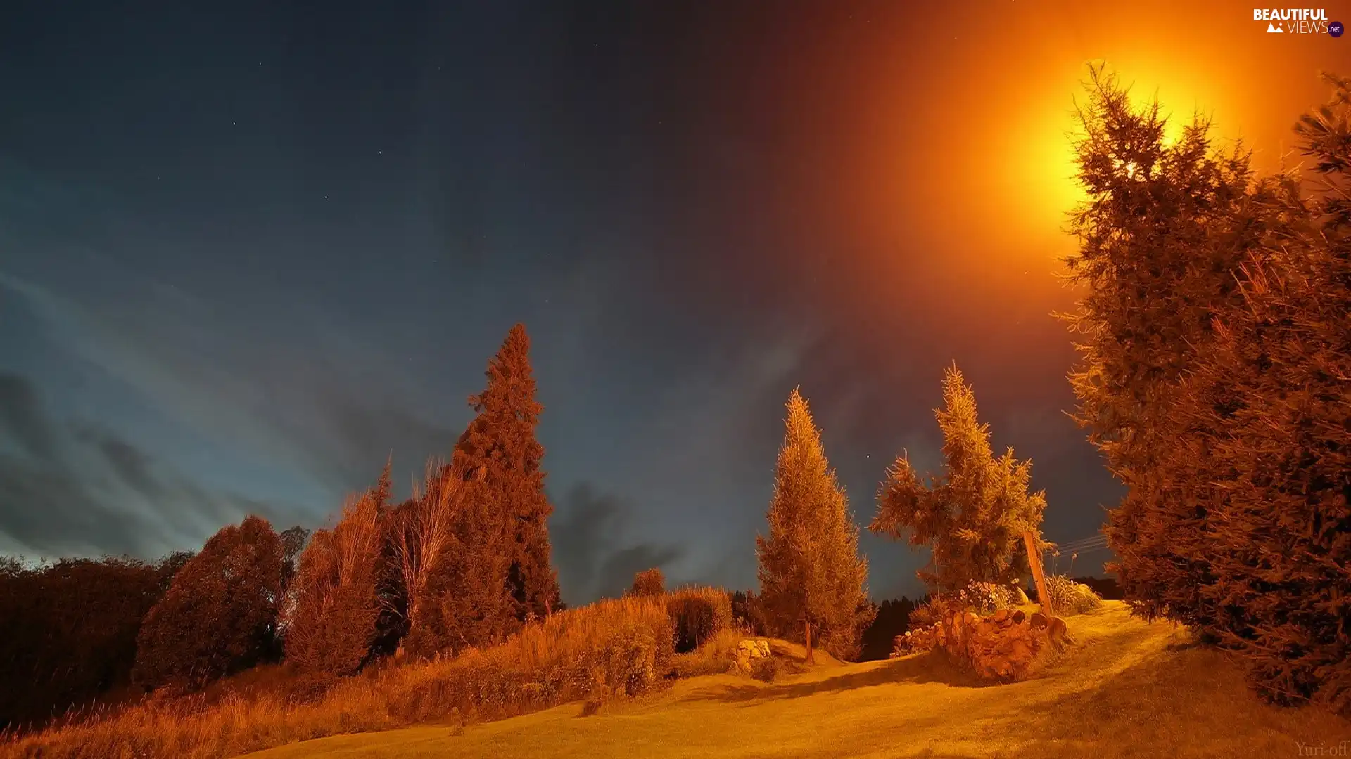 winter, Night, trees, viewes, forest