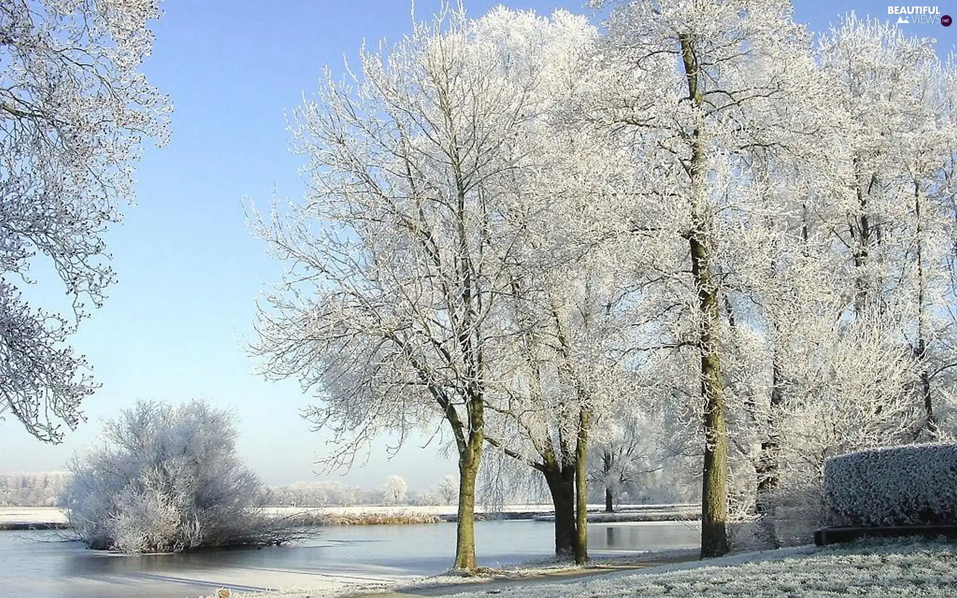 River, viewes, winter, trees