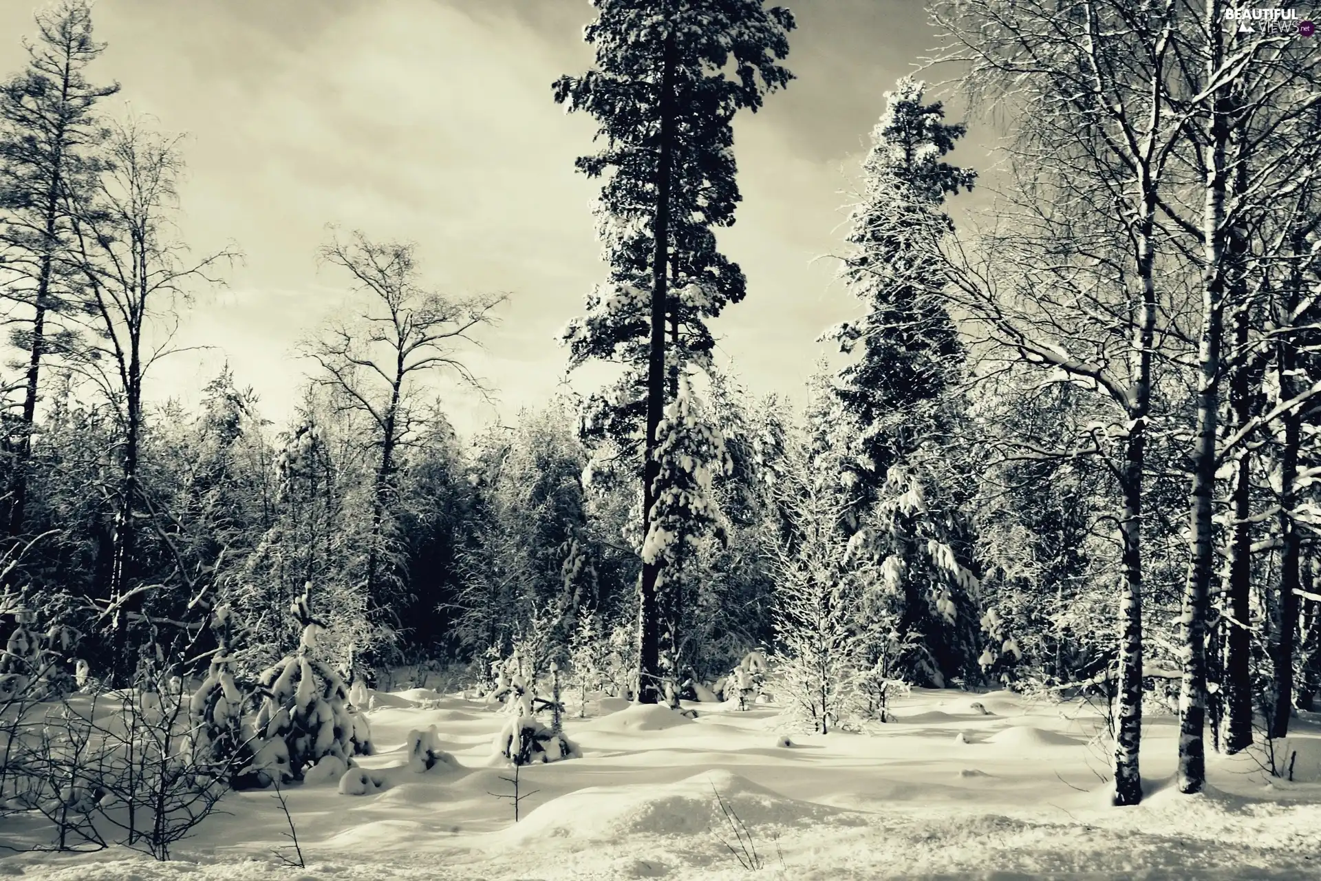 winter, forest, snow