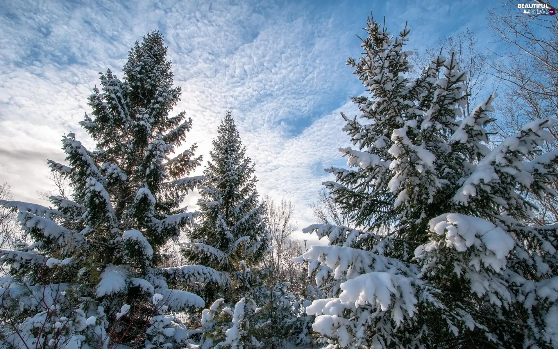 winter, Spruces, snow