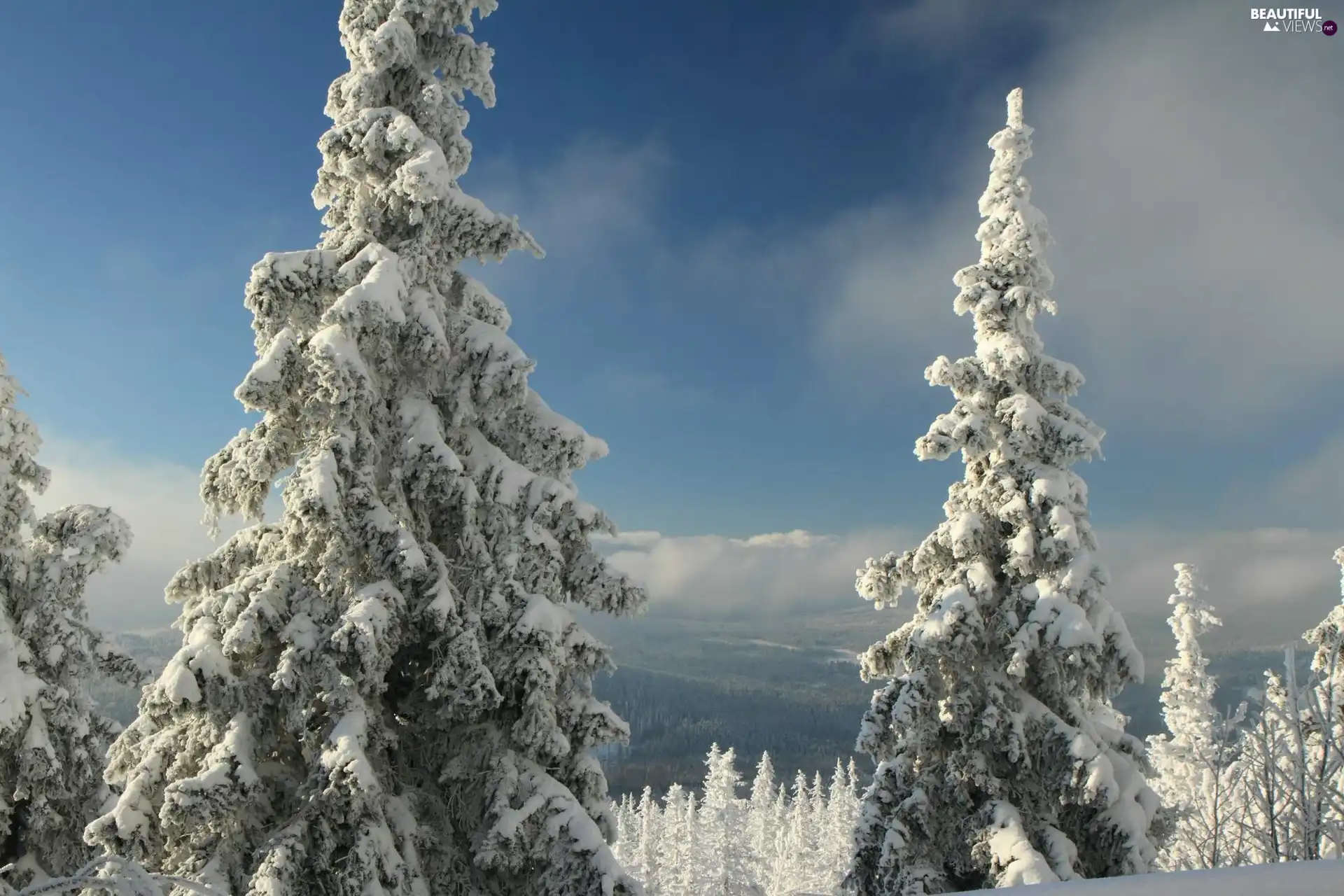 winter, Spruces, snow