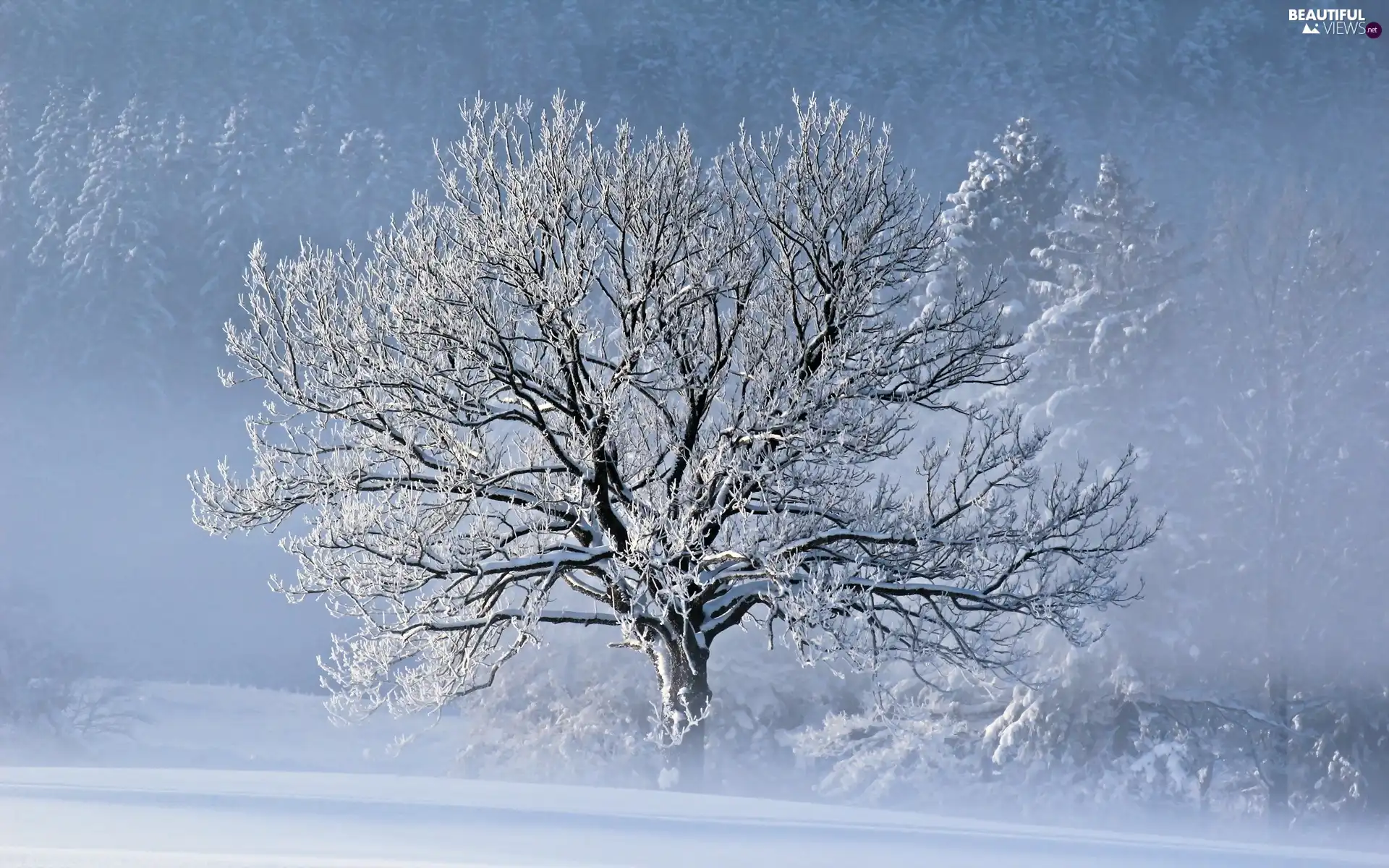 winter, trees, snow