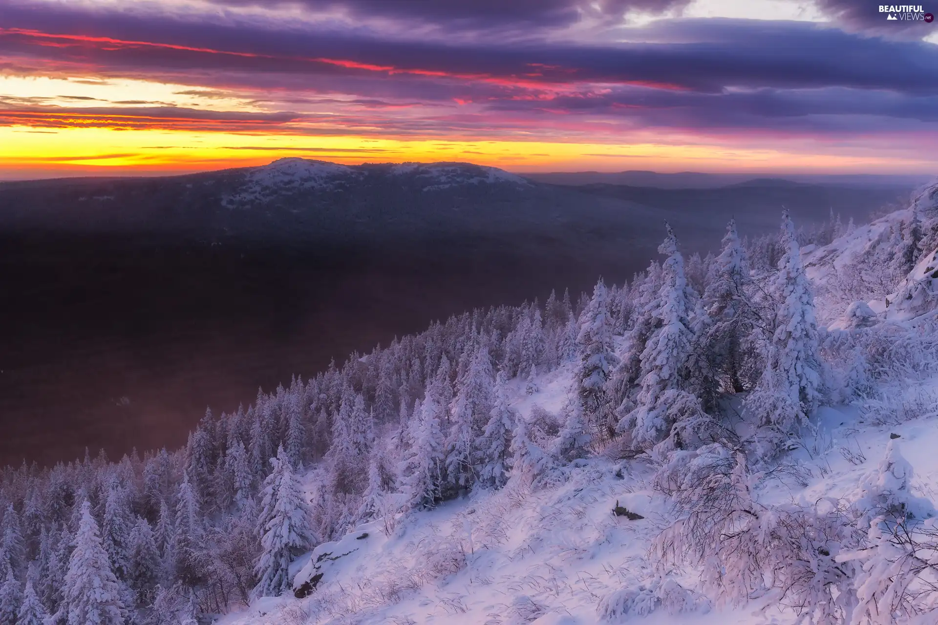 Hill, White frost, winter, Spruces, Sunrise