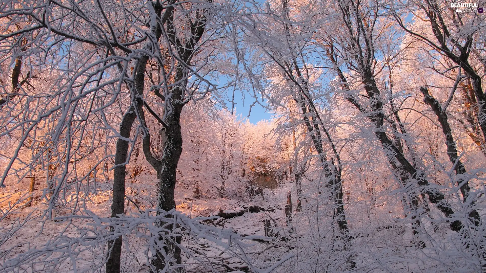 trees, forest, winter, viewes