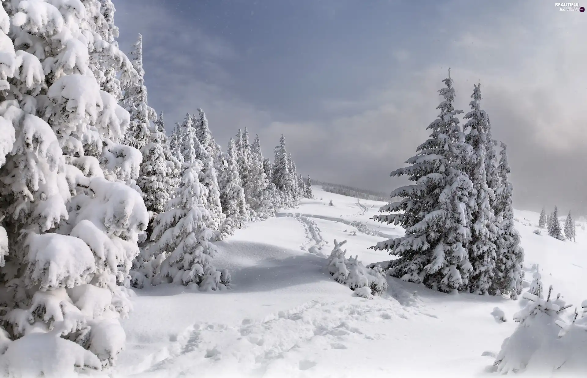 trees, Spruces, winter, viewes