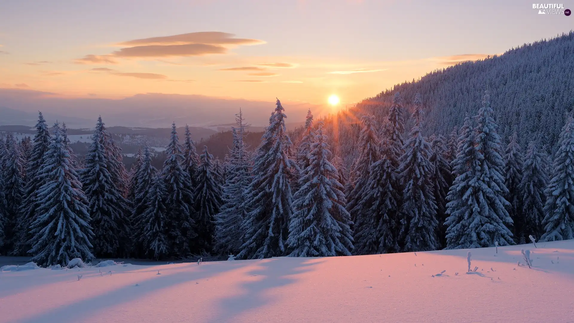 winter, carpathians, Spruces, Gorgany Mountain Range, Ukraine, forest, Sunrise