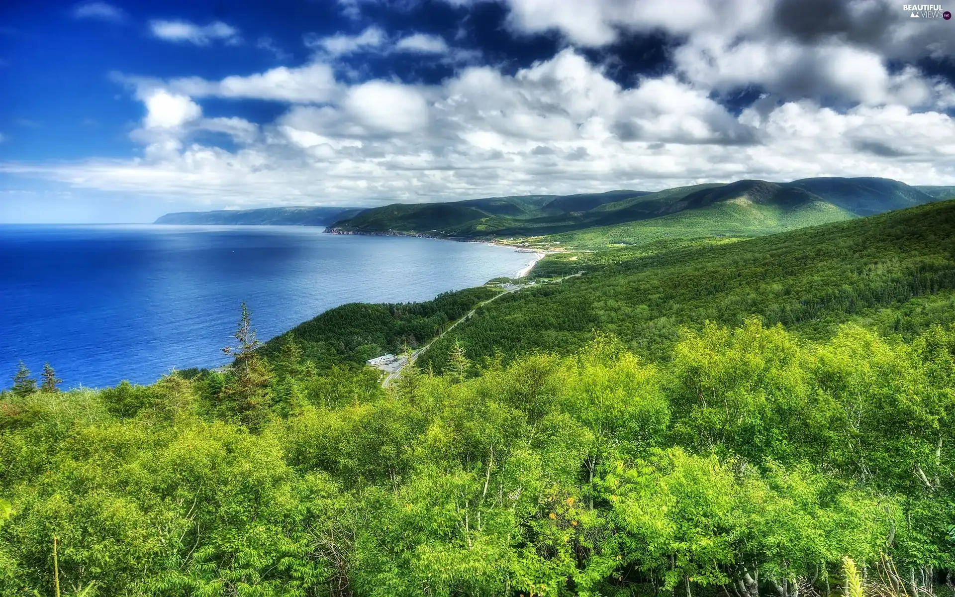 woods, Coast, sea